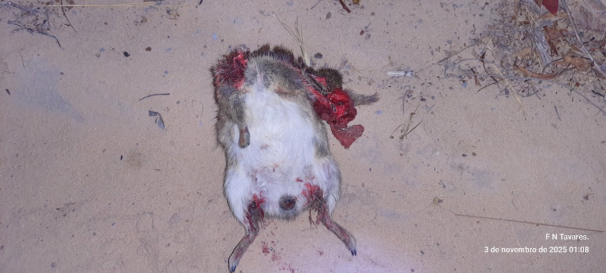 Brazilian Guinea Pig - ML644601796