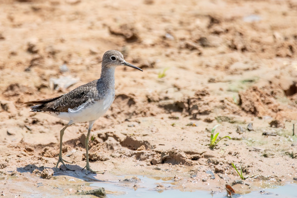 Solitary Sandpiper - ML644601798