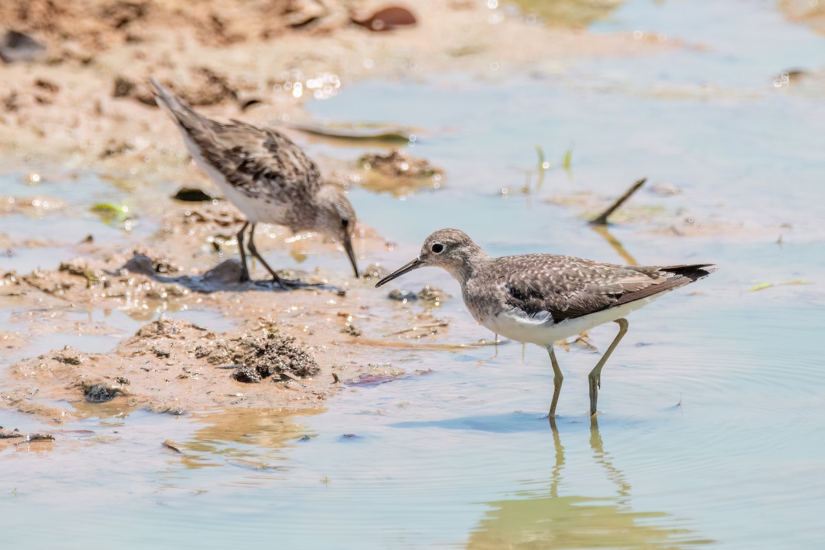 Solitary Sandpiper - ML644601799