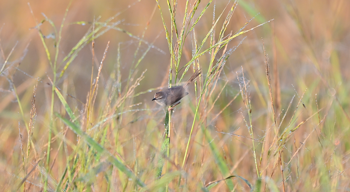 Akça Prinya - ML644601806