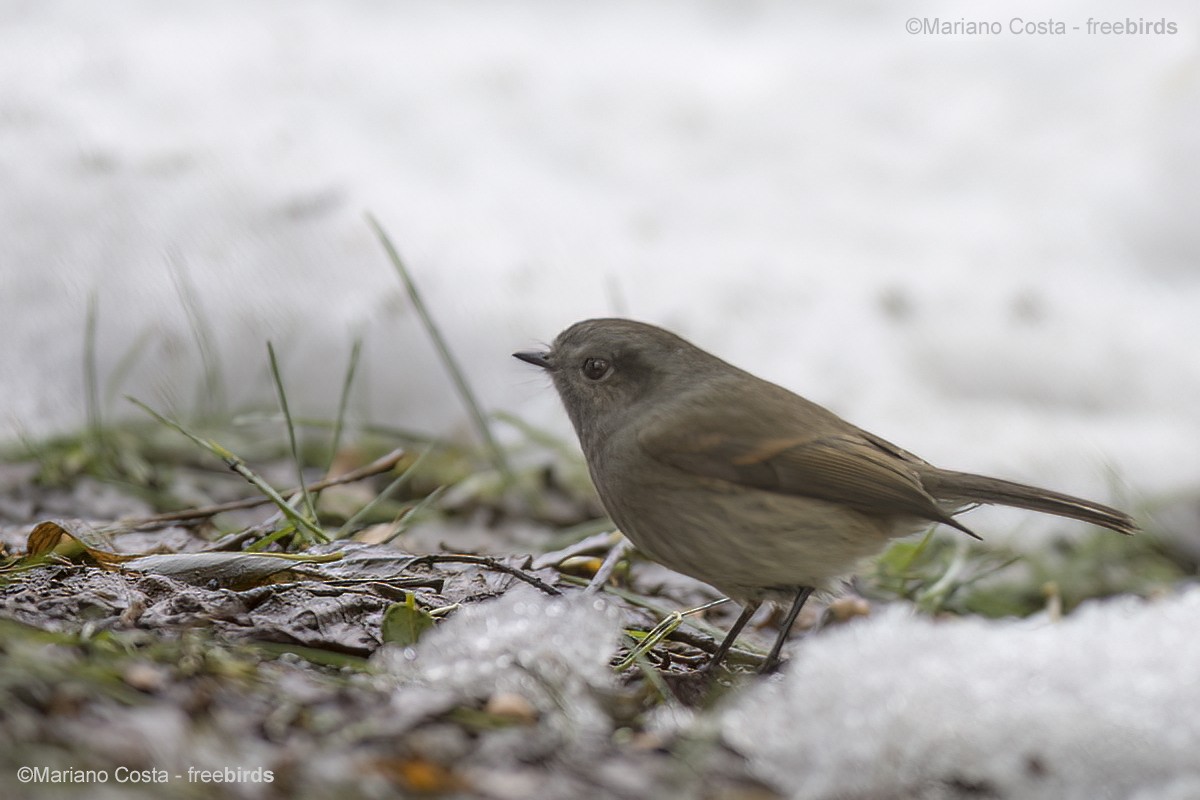 Patagonian Tyrant - ML644601807