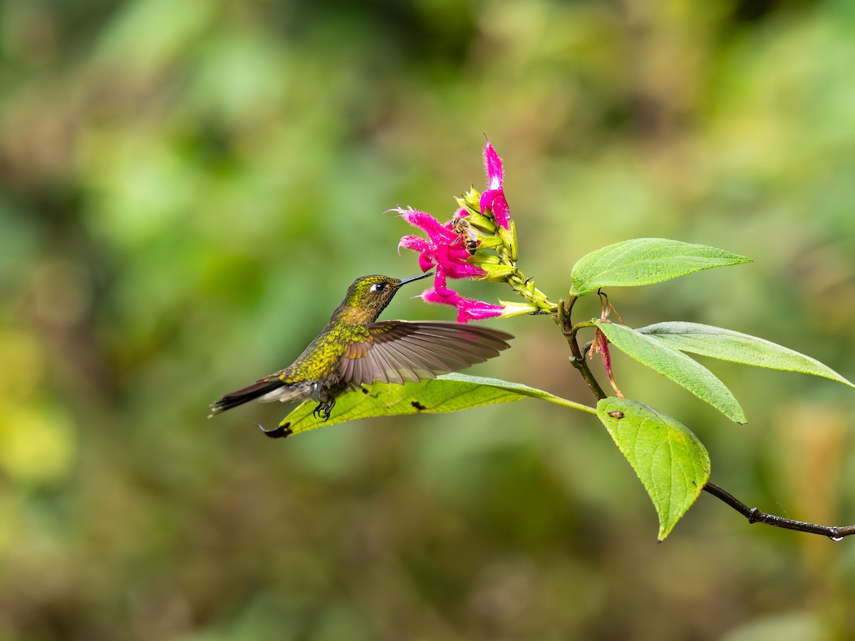 Tyrian Metaltail (Tyrian) - ML644601816