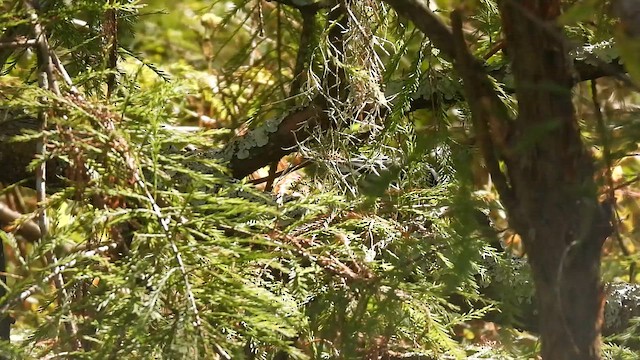 Reinita Trepadora - ML644601817