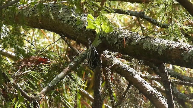 Reinita Trepadora - ML644601819