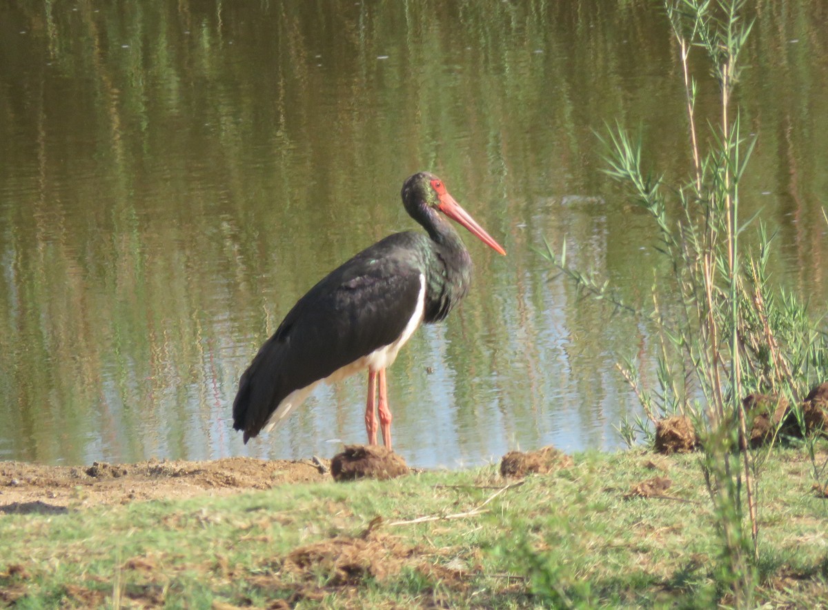 Black Stork - ML644601825