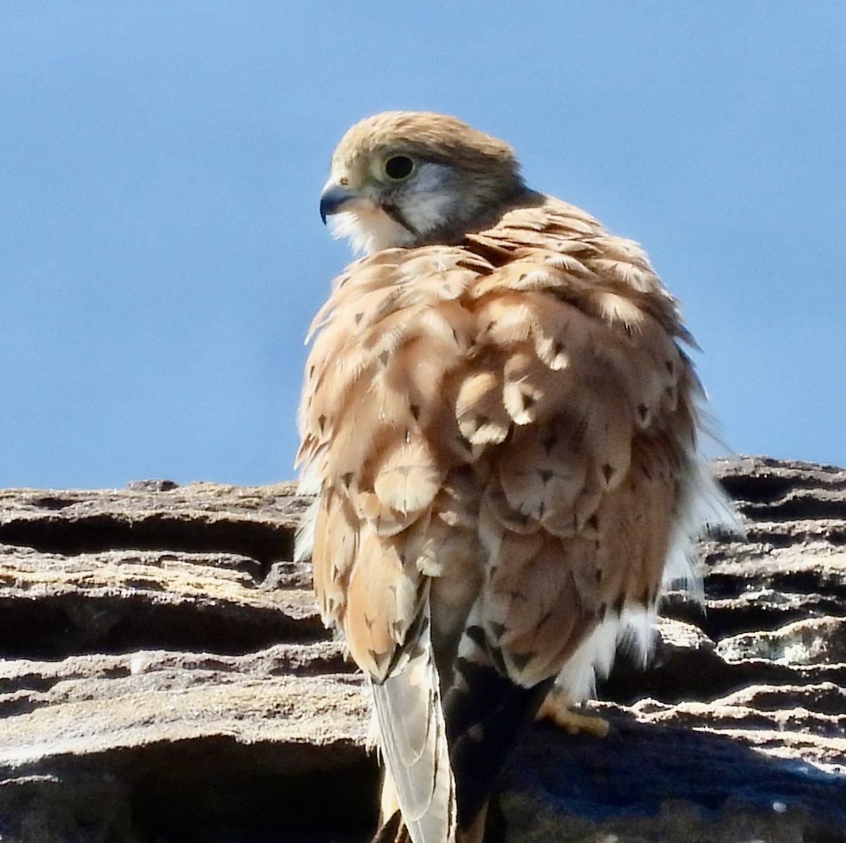 Nankeen Kestrel - ML644601836