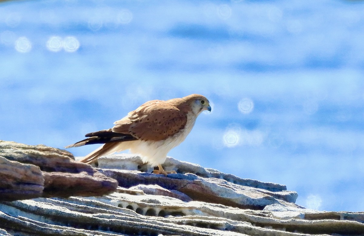 Nankeen Kestrel - ML644601837