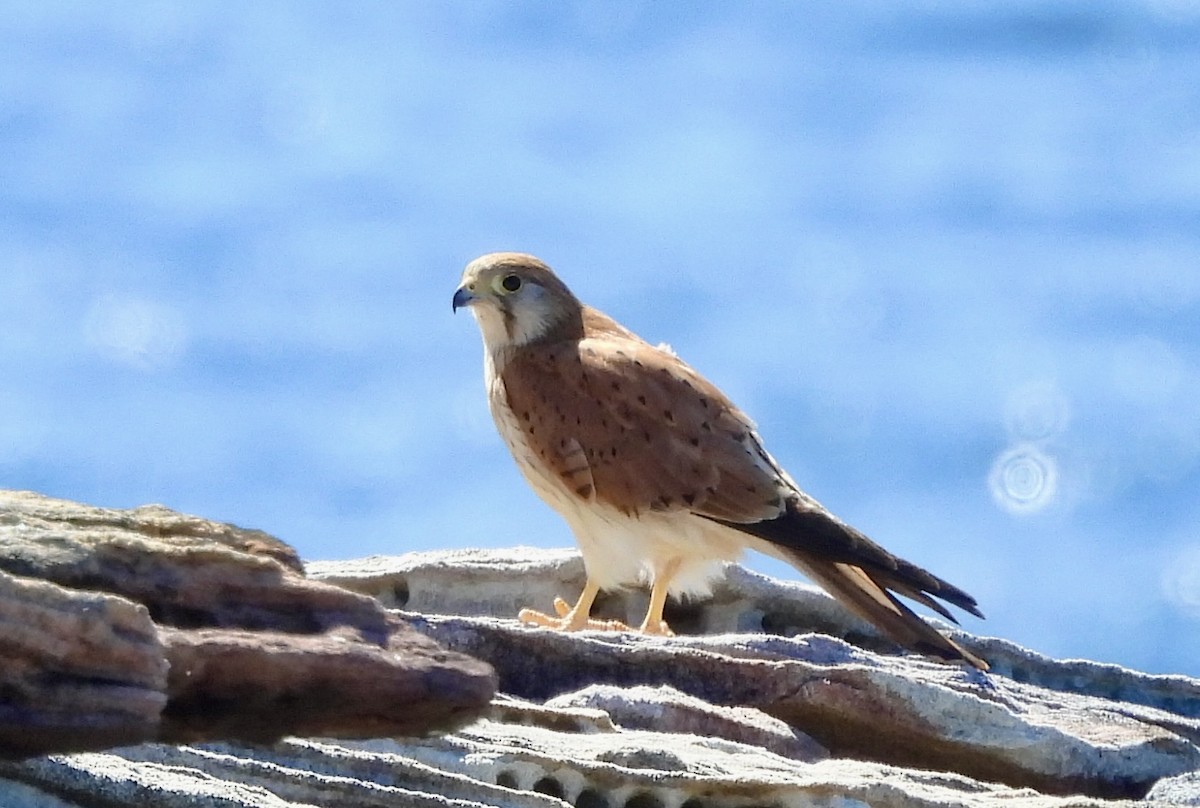Nankeen Kestrel - ML644601838
