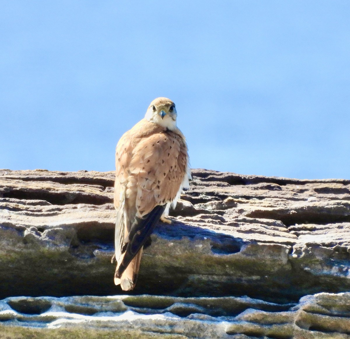 Nankeen Kestrel - ML644601839