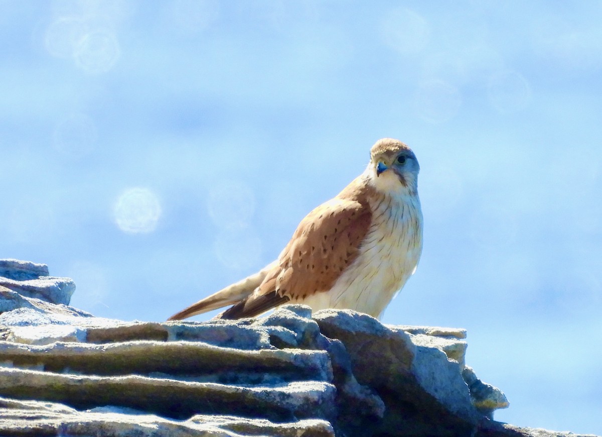 Nankeen Kestrel - ML644601840