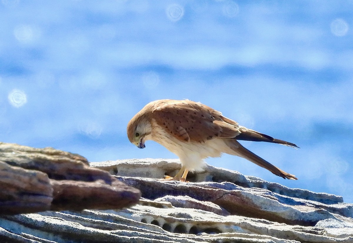 Nankeen Kestrel - ML644601842