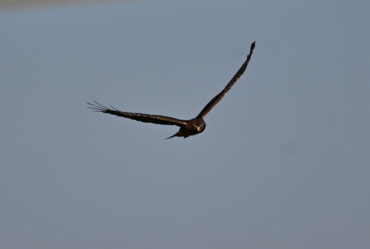 Northern Harrier - ML644601851