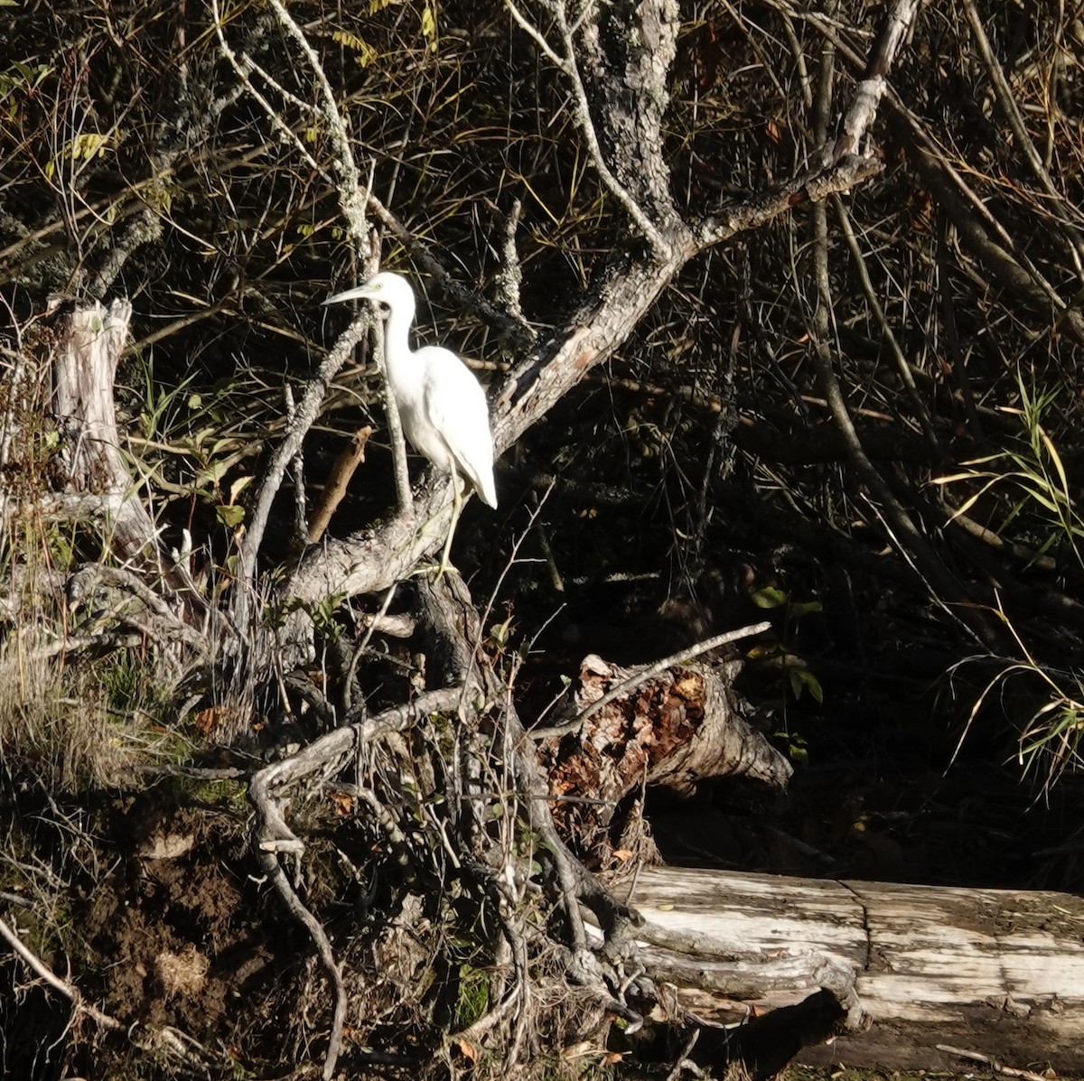 Little Blue Heron - ML644601853