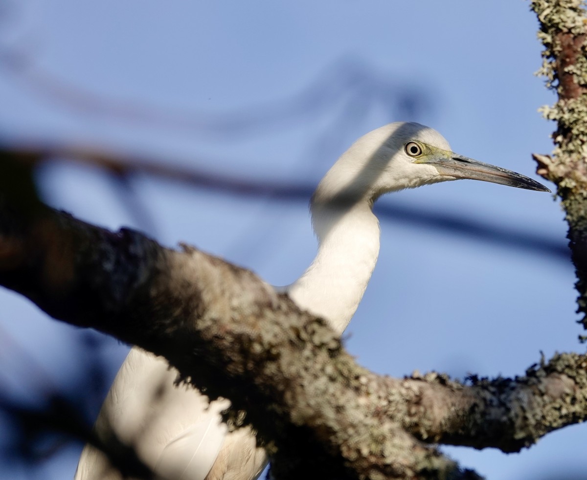 Little Blue Heron - ML644601854