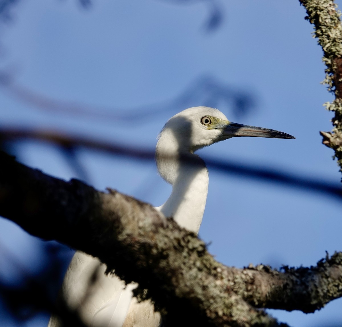 Little Blue Heron - ML644601855