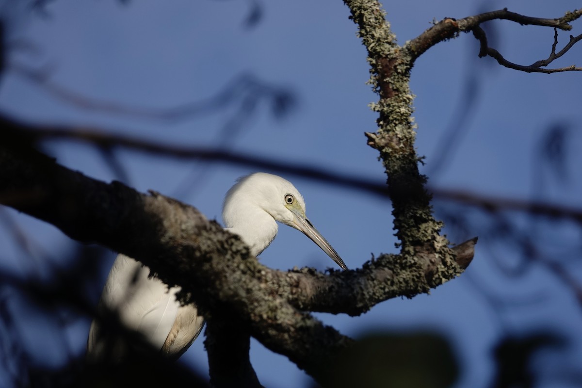 Little Blue Heron - ML644601856