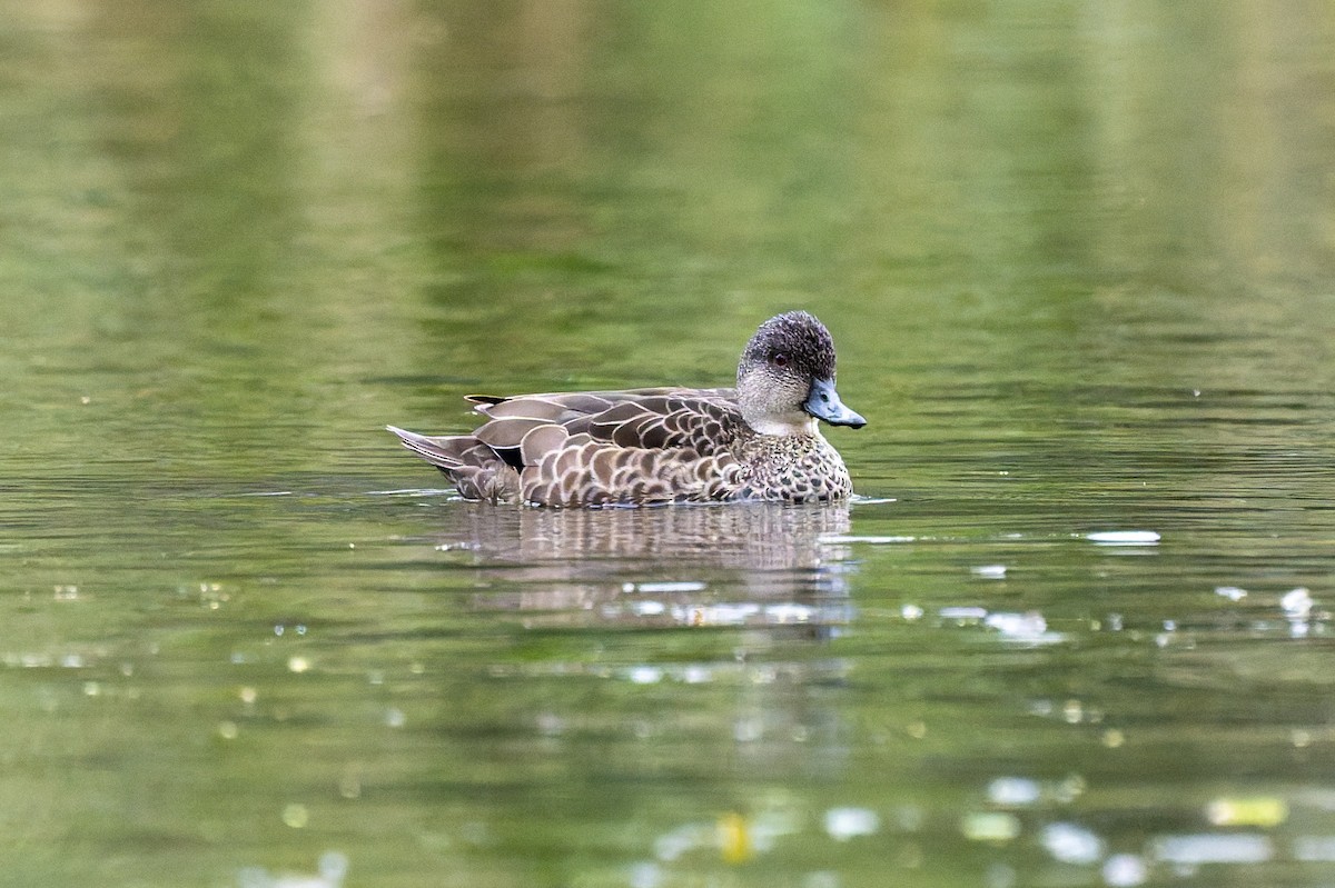 ハイイロコガモ - ML644601859