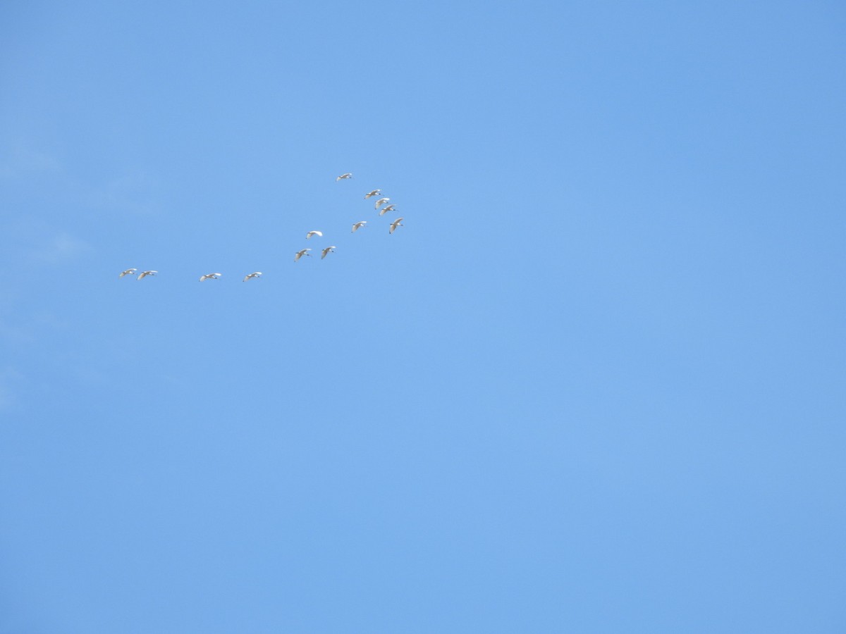 Australian Ibis - ML644601870