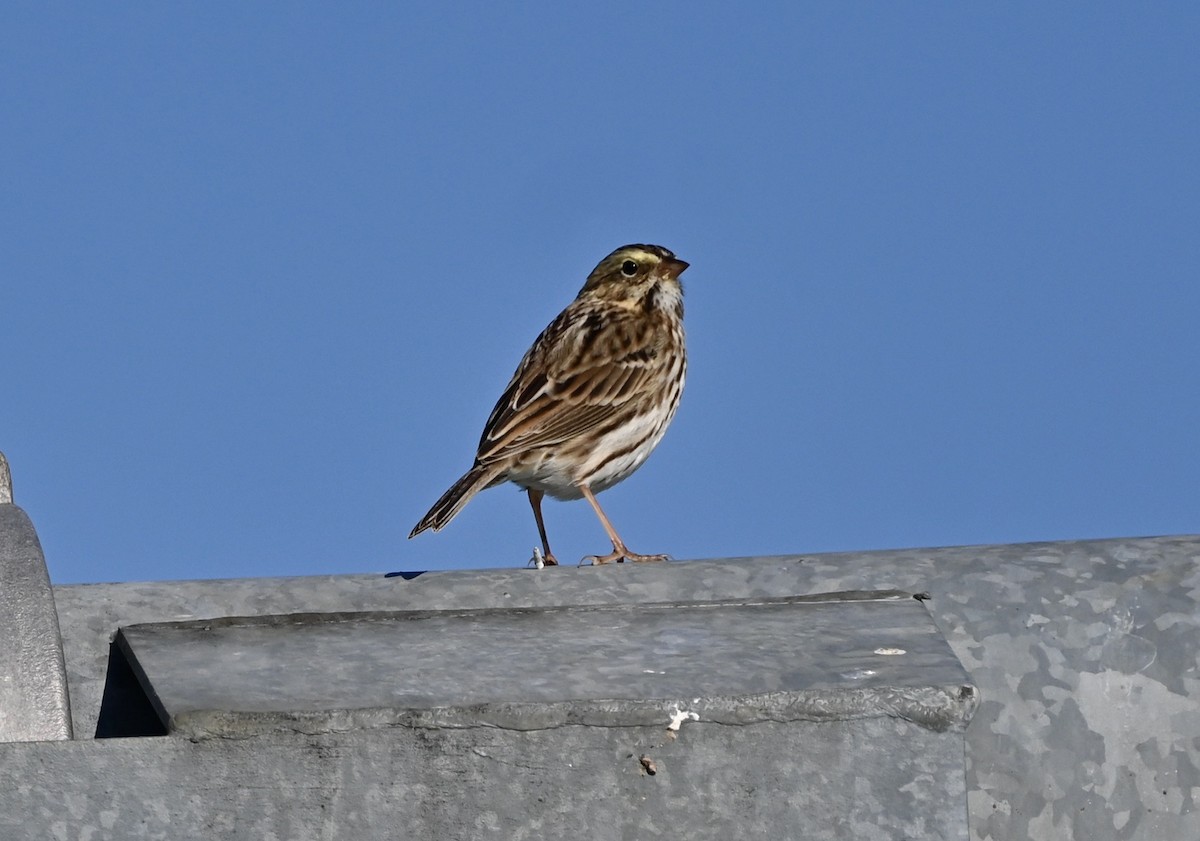 Savannah Sparrow - ML644601893