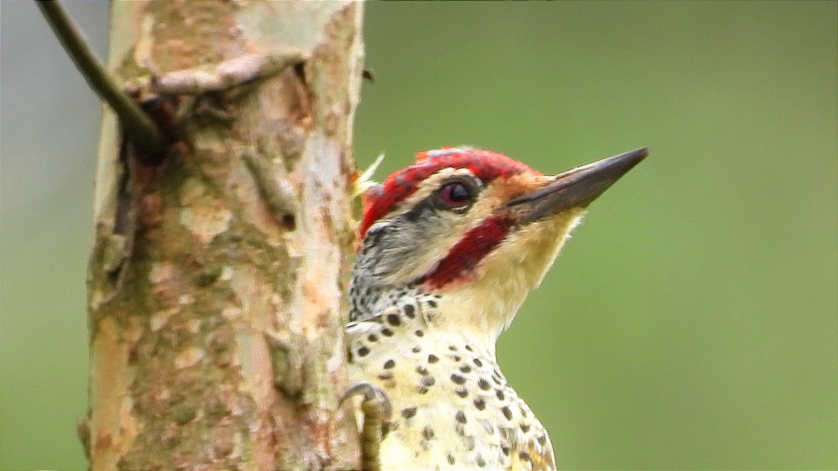 Nubian Woodpecker - ML644601901