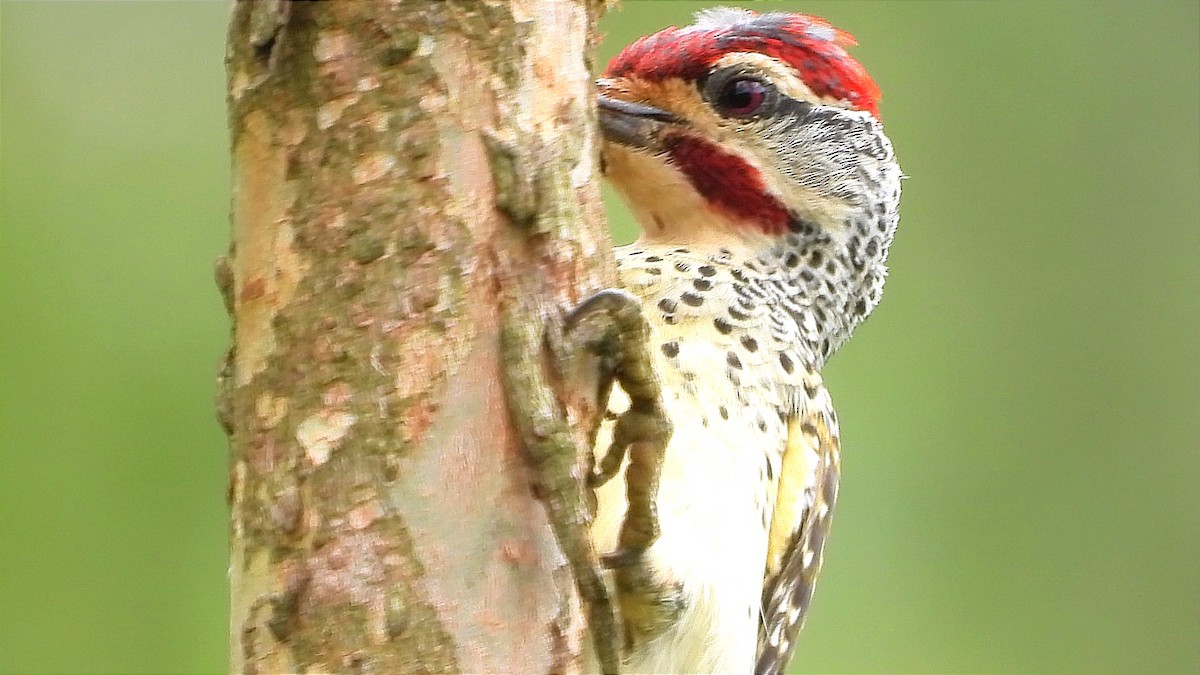 Nubian Woodpecker - ML644601902