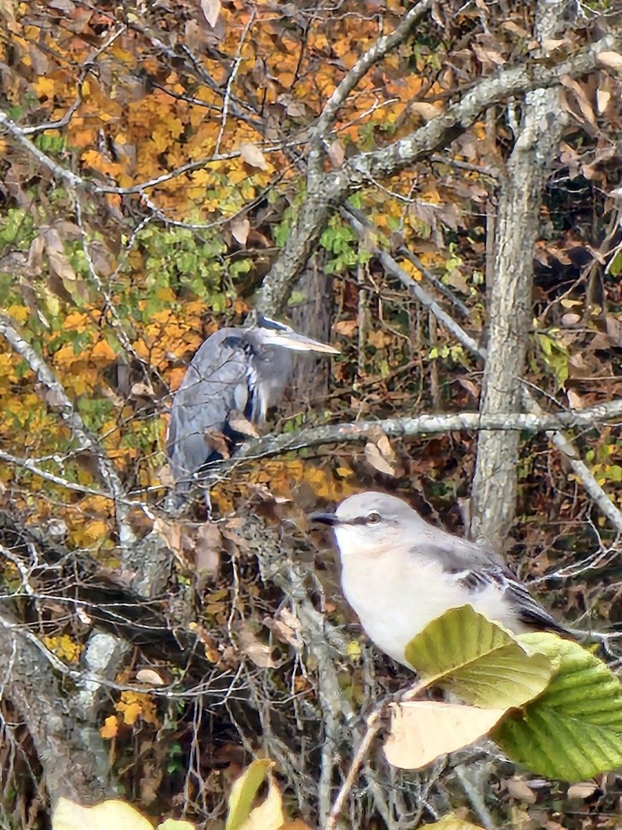 Great Blue Heron - ML644601903