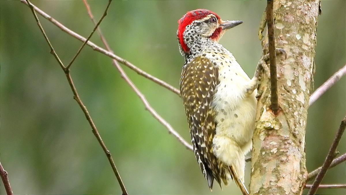 Nubian Woodpecker - ML644601909