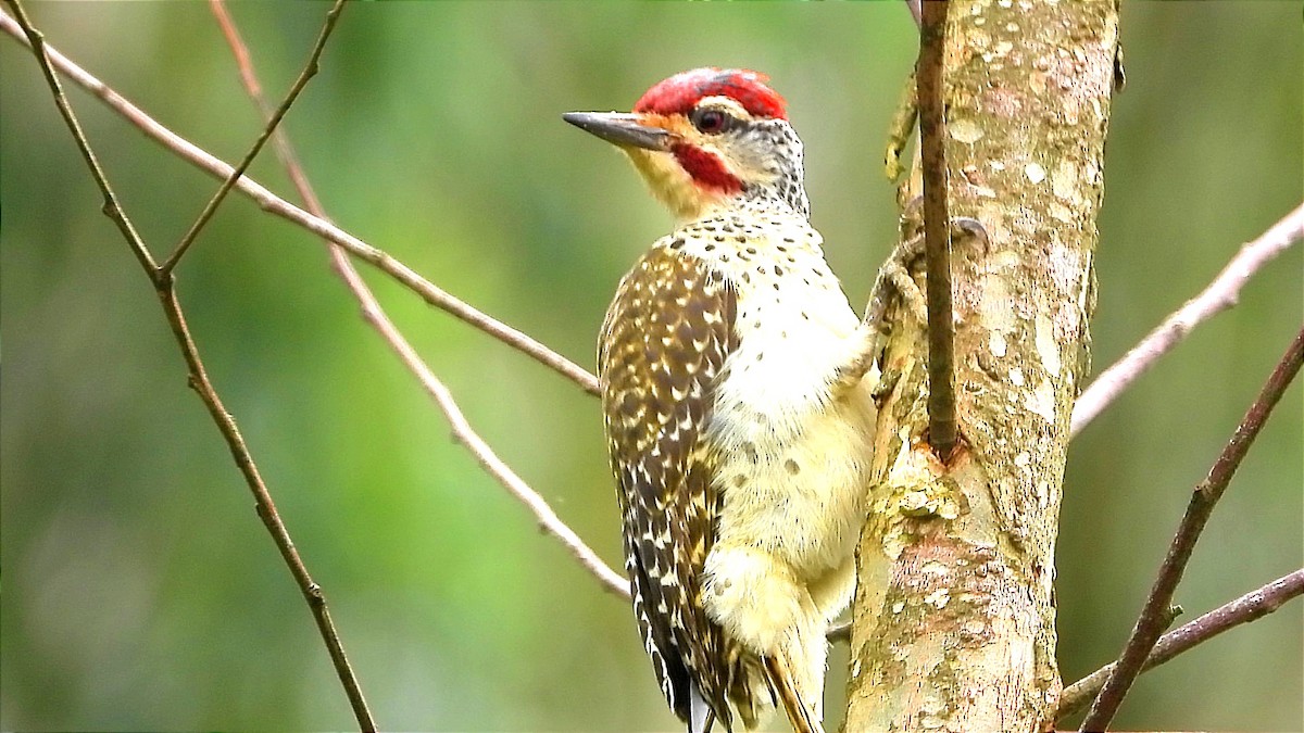 Nubian Woodpecker - ML644601917