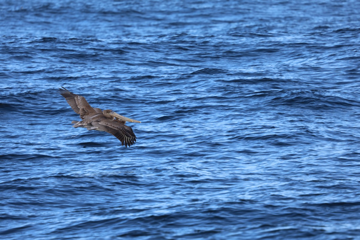 Brown Pelican - ML644601919