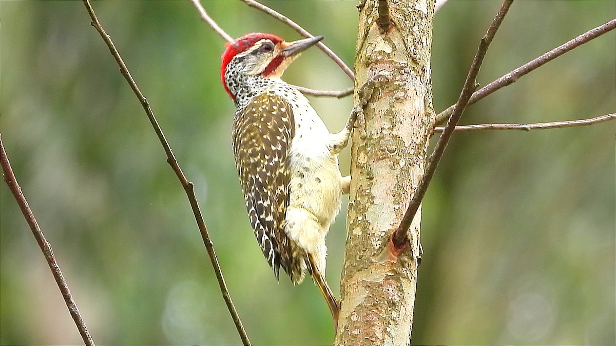 Nubian Woodpecker - ML644601920