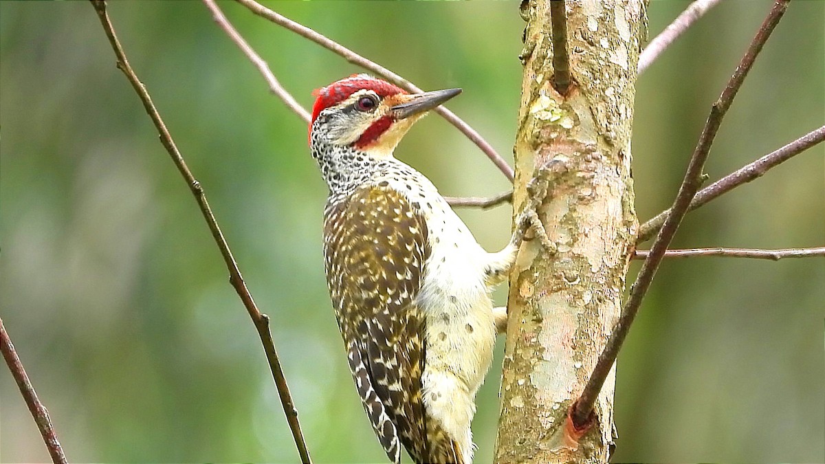Nubian Woodpecker - ML644601921