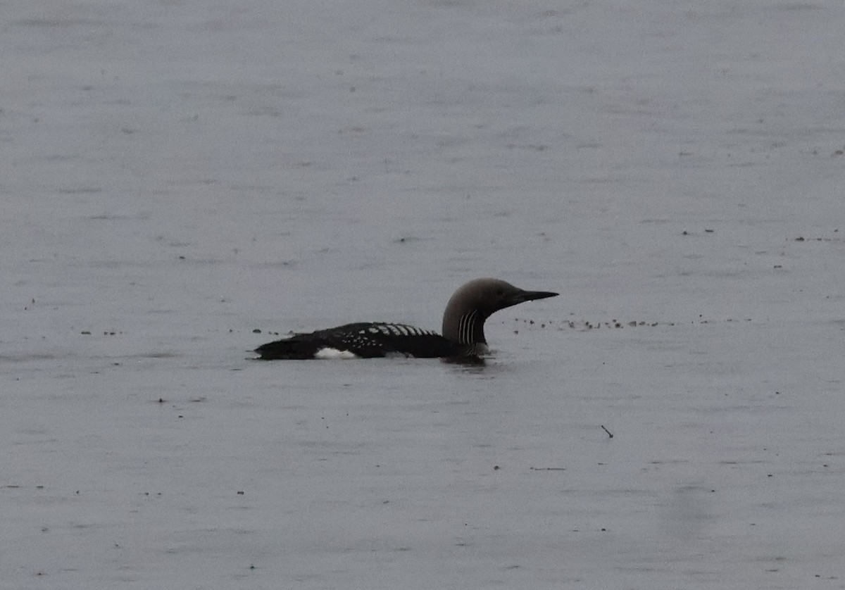 Prachttaucher - ML644601923