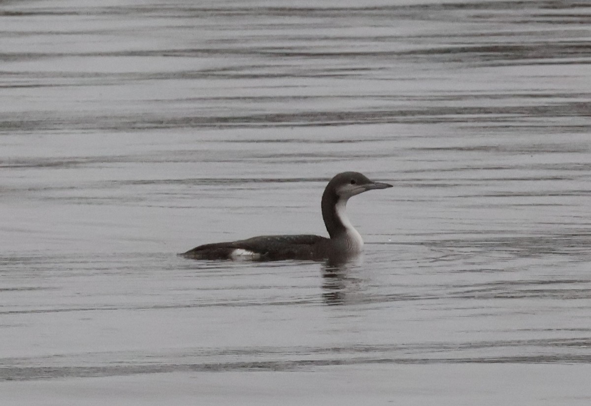 Prachttaucher - ML644601924