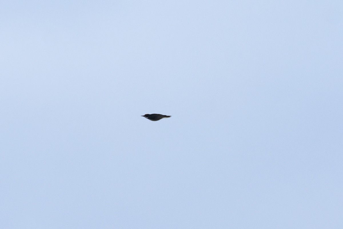 Black-backed Woodpecker - ML644601926