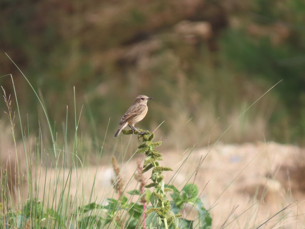 European Stonechat - ML644601927