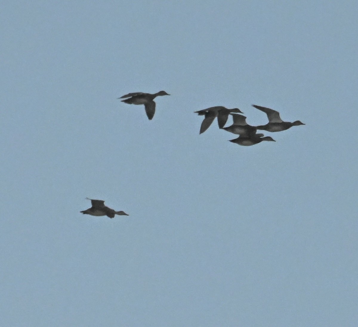 オカヨシガモ - ML644601929