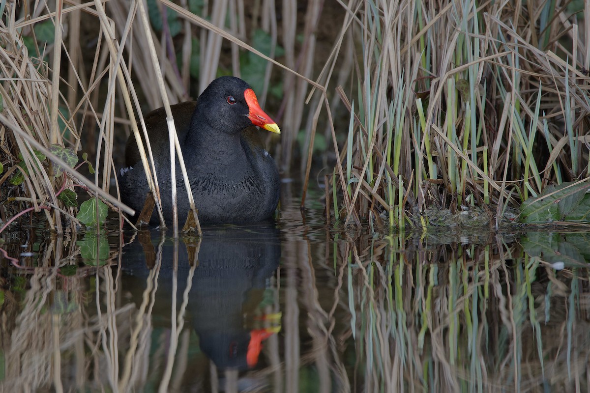 Eurasian Moorhen - ML644601931