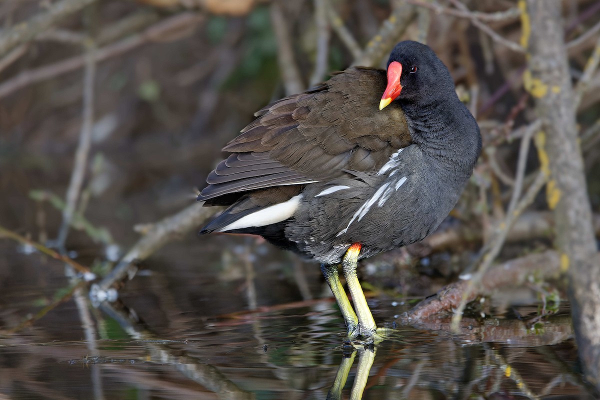 Eurasian Moorhen - ML644601936