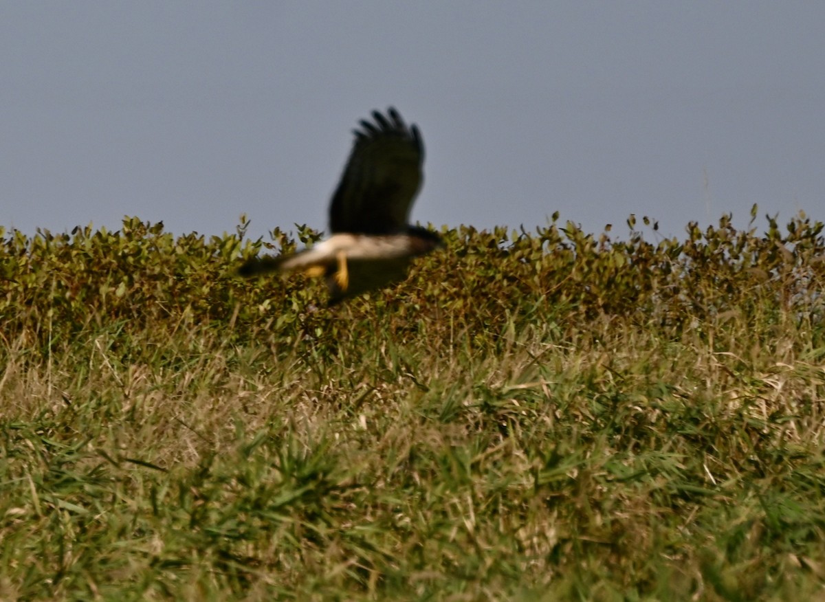 Northern Harrier - ML644601938