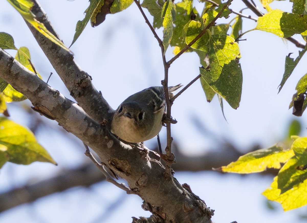 Ruby-crowned Kinglet - ML644601941