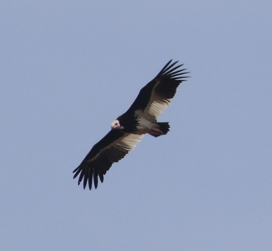 White-headed Vulture - ML644601945