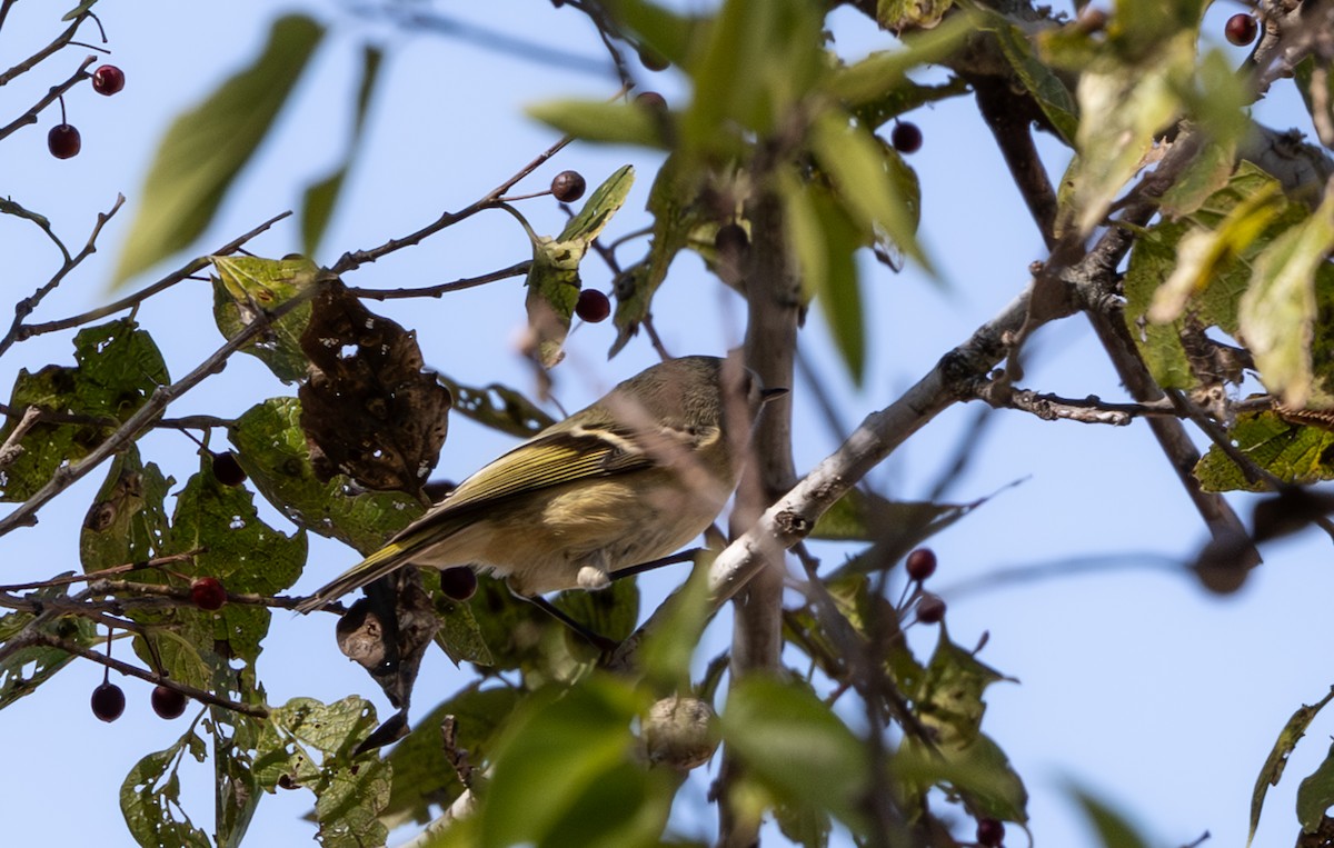 Ruby-crowned Kinglet - ML644601946