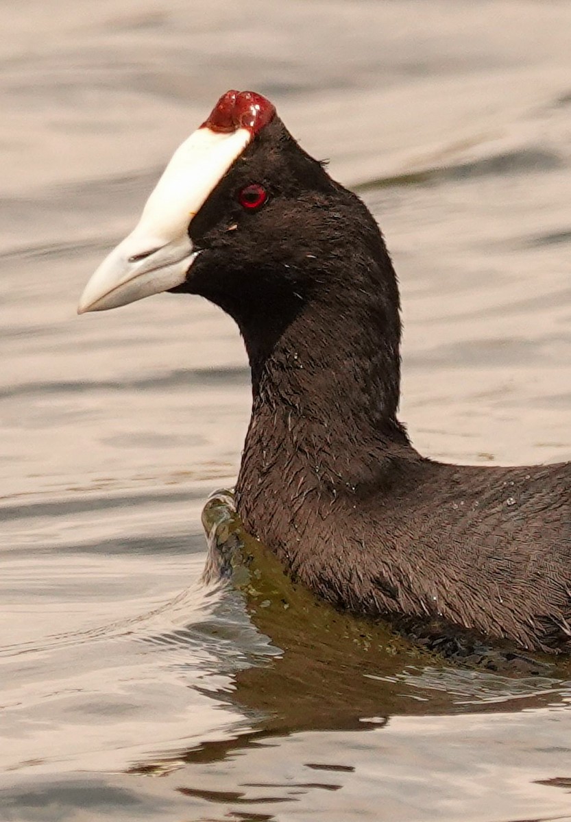 Folaga crestata - ML644601950