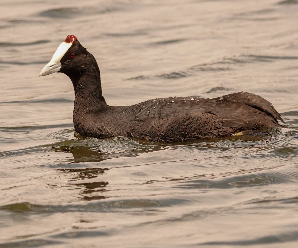 Folaga crestata - ML644601951