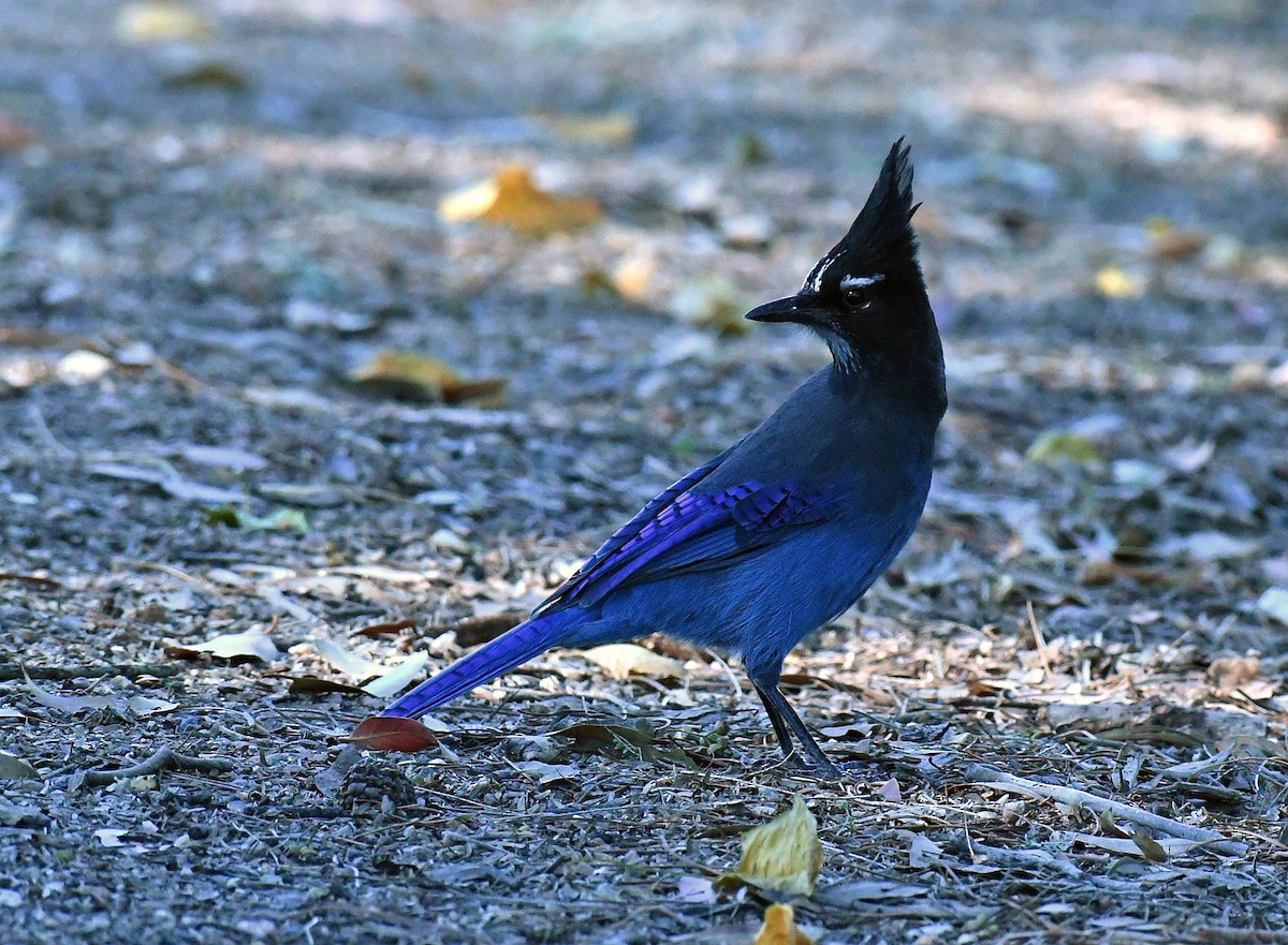 Steller's Jay - ML644601952