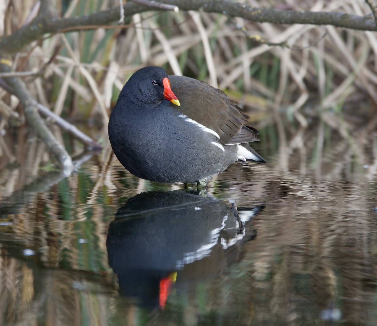 Eurasian Moorhen - ML644601954