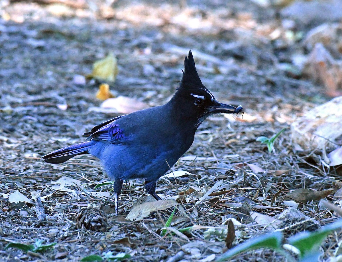 Steller's Jay - ML644601982
