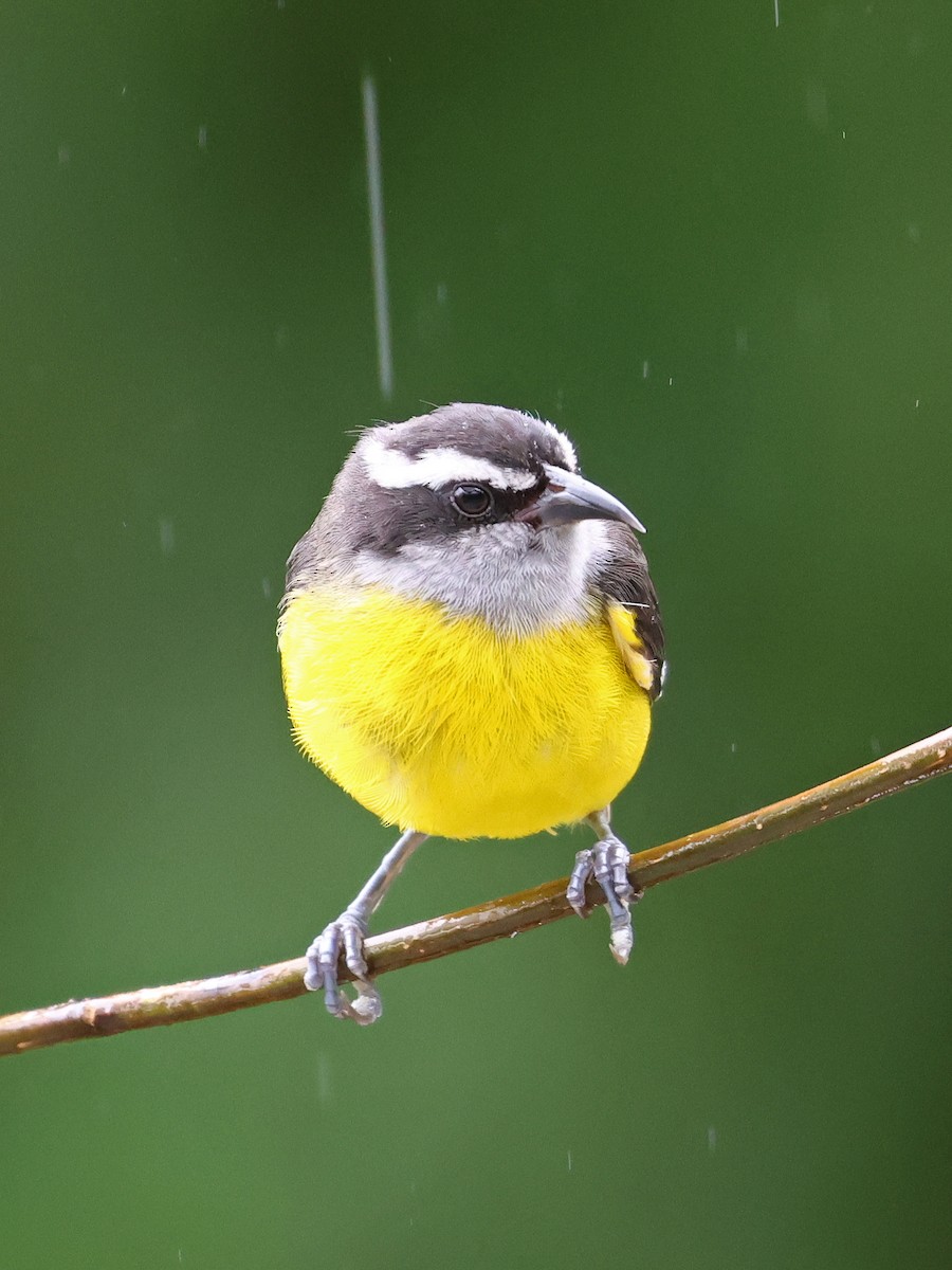 Sucrier à ventre jaune - ML644601985