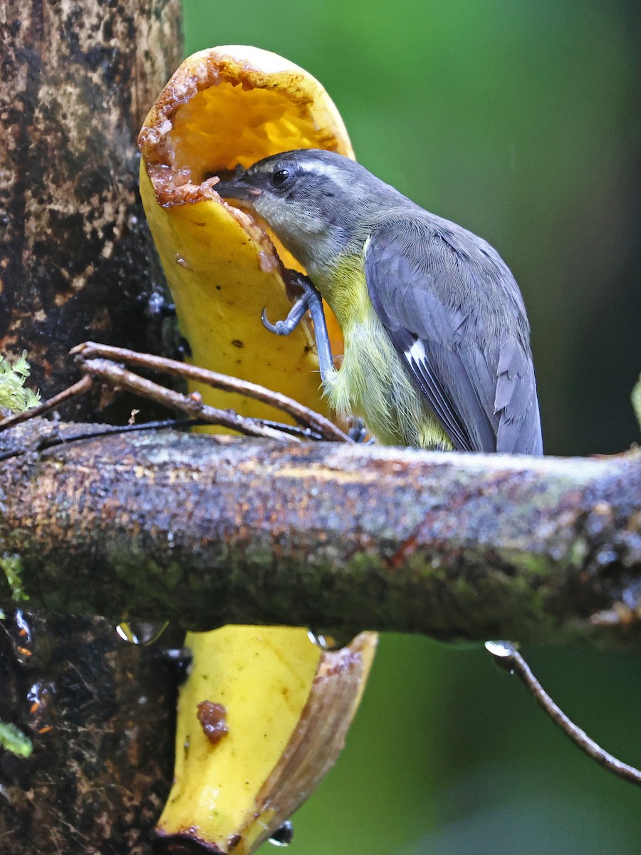 Sucrier à ventre jaune - ML644601986