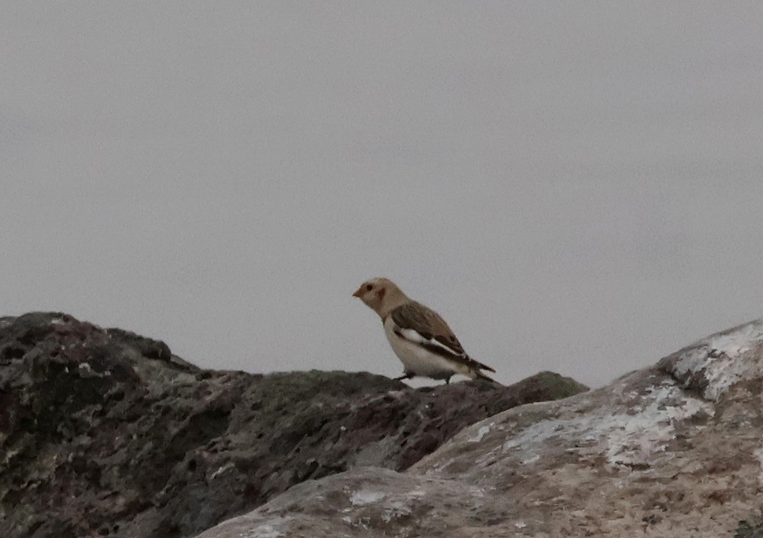 גיבתון שלג - ML644601988